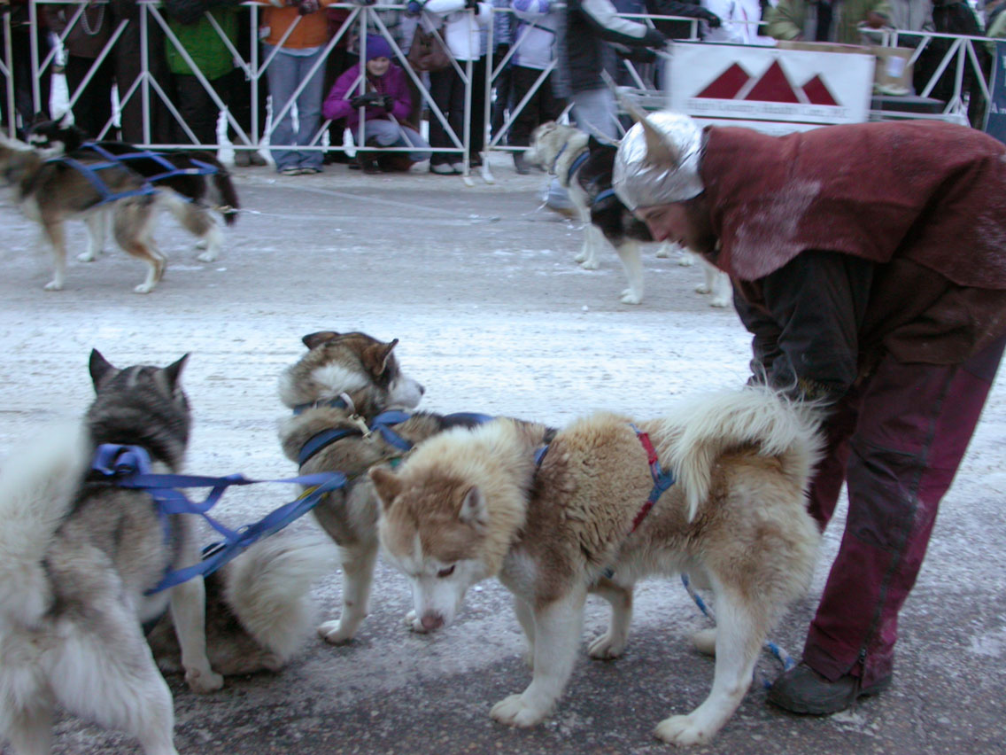 76 - Parade Sled Dogs