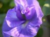 02 - Flower (3) by Alan Bryant