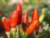 03 - Tabasco by Alan Bryant