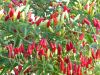 04 - Tabasco by Alan Bryant