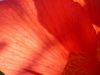 05 - Petals by Alan Bryant