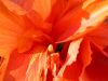 06 - Petals by Alan Bryant