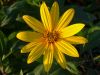 08 - Flower by Alan Bryant