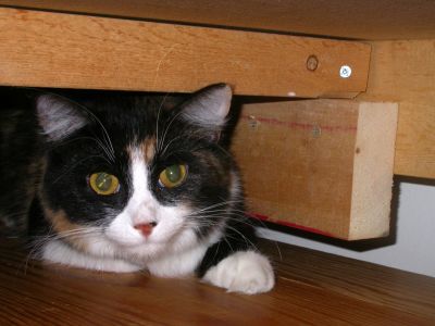 25 - 9/27 - Lily Hiding