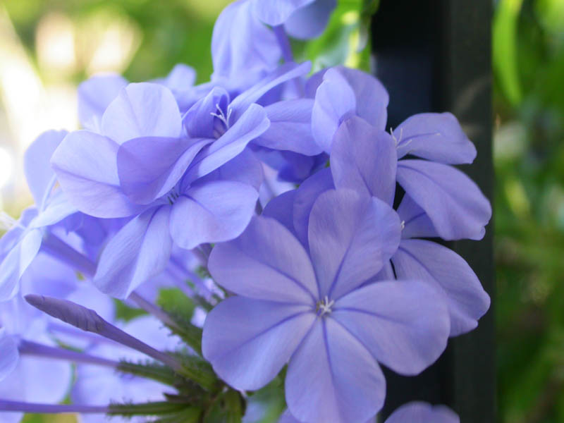12 - Flowers (2)