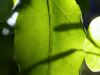 13 - Light Through Leaves by Alan Bryant