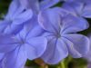14 - Flowers by Alan Bryant