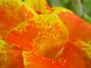 01 - 7/8 - Flower by Alan Bryant