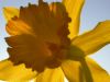 03 - Flower by Alan Bryant
