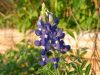 05 - Bluebonnet by Alan Bryant