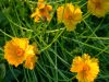 06 - Flowers by Alan Bryant