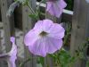 07 - Flowers by Alan Bryant