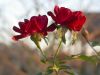 08 - Flowers by Alan Bryant