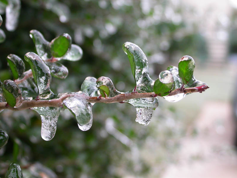 02 - Ice Branch