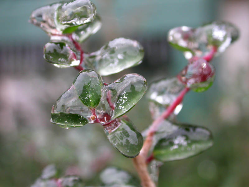 03 - Ice Leaves