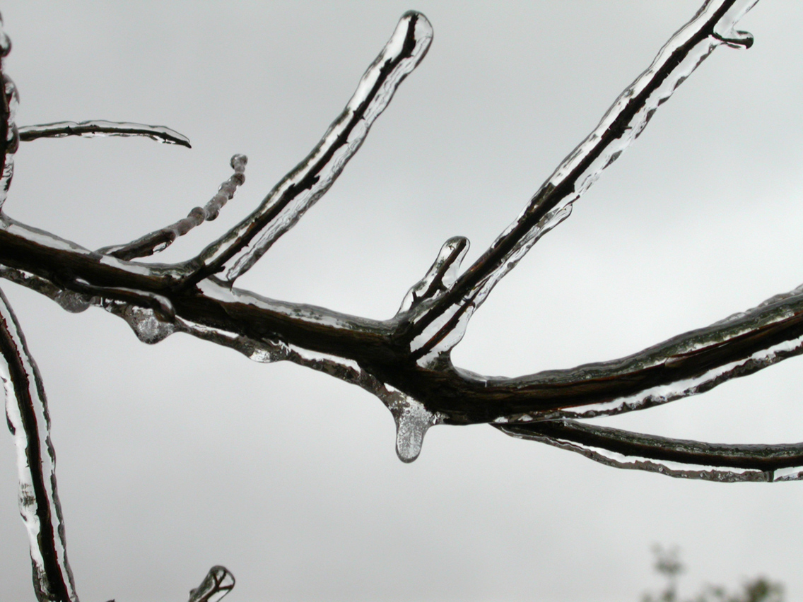 05 - Ice Branches