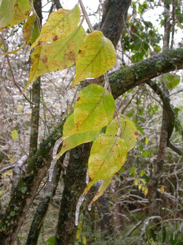 08 - Ice Leaves