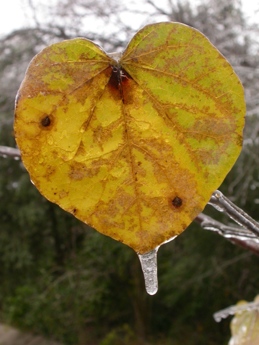 09 - Ice Leaf