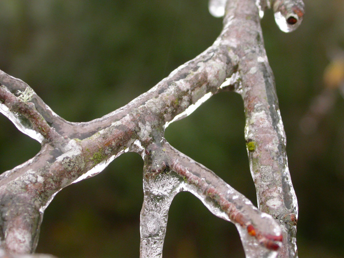 11 - Ice Branches