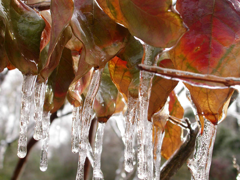 14 - Ice Leaves