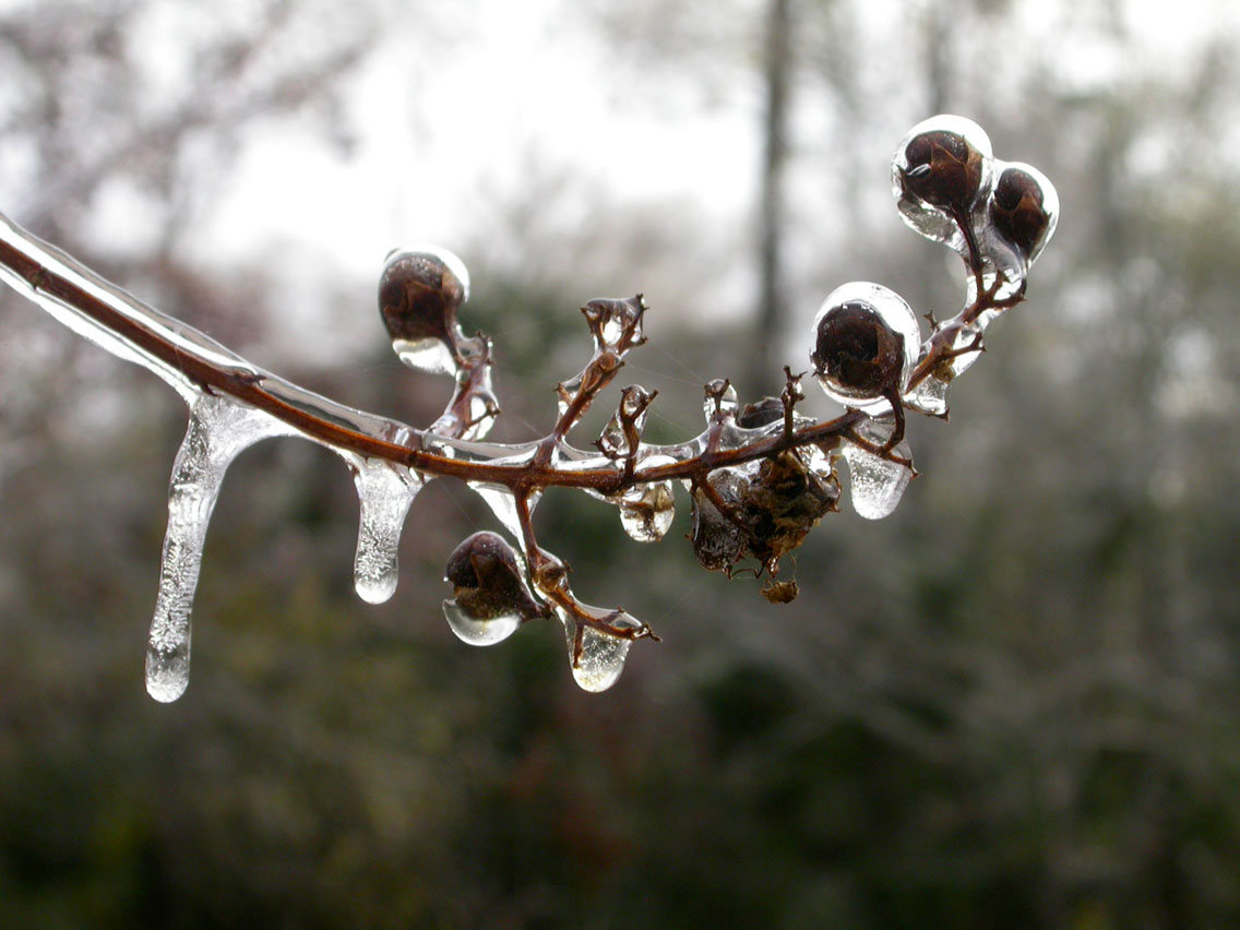 17 - Ice Twig