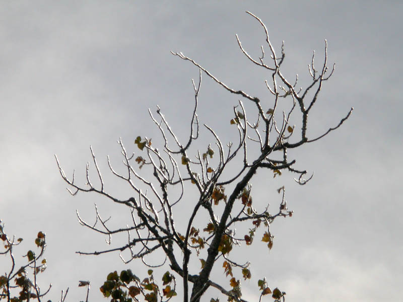 21 - Ice Branches