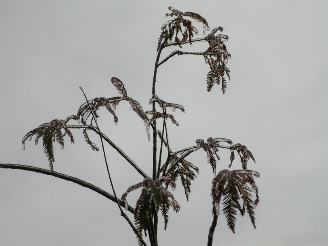 22 - Ice Branches