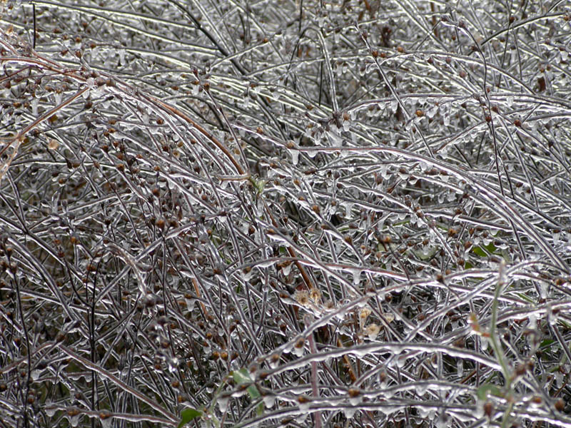 25 - Ice Branches
