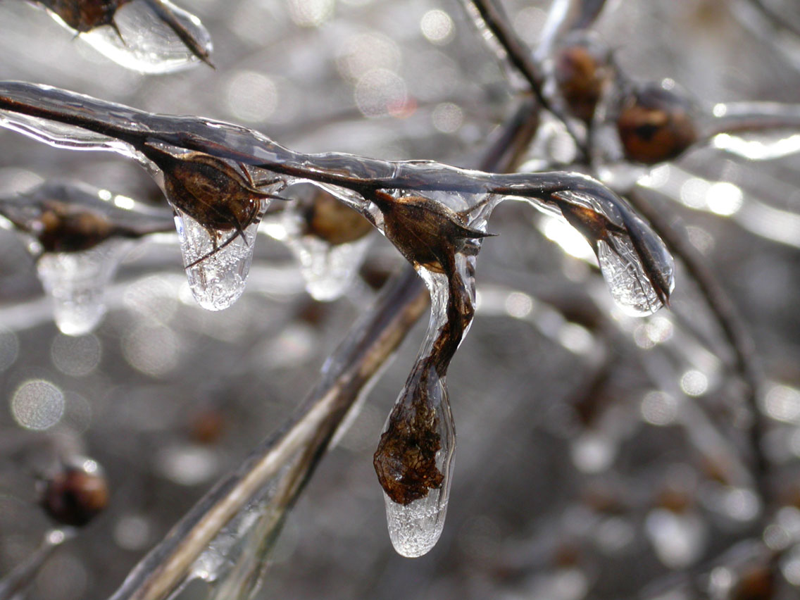 27 - Ice Seeds