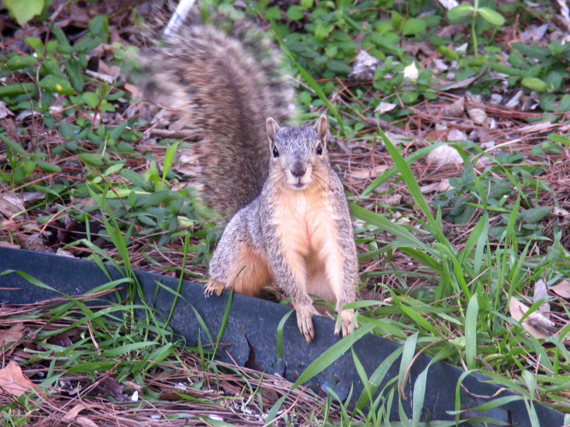 38 - 2/24 - Squirrel