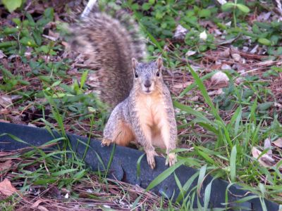 38 - 2/24 - Squirrel