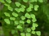 02 - Fern by Alan Bryant