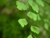 03 - Fern by Alan Bryant