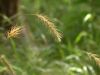 14 - Grass by Alan Bryant