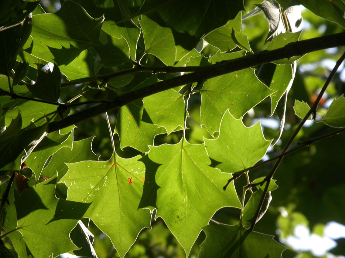 15 - Light Through Leaves