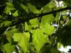 15 - Light Through Leaves by Alan Bryant