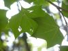 16 - Light Through Leaves by Alan Bryant