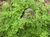 33 - Ferns and Cypress Knee by Alan Bryant
