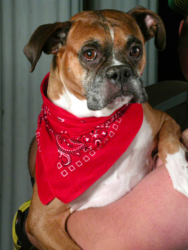 Rupert the Hunting Dog