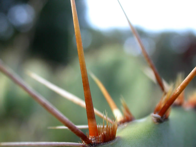 61 - Spines