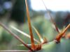 61 - Spines by Alan Bryant