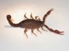 63 - Scorpion by Alan Bryant