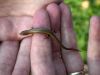 03 - Skink by Alan Bryant