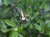 10 - Spider by Alan Bryant