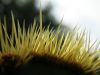 12 - Spines by Alan Bryant