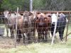 15 - Curious Cows by Alan Bryant
