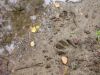 18 - Raccoon Prints by Alan Bryant