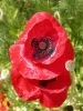 08 - Poppies by Alan Bryant