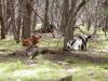23 - Resting Calves by Alan Bryant