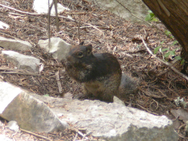 24 - Black Squirrel
